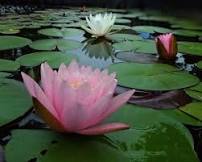 GL550-15 Lily Pond sound by ITT Products