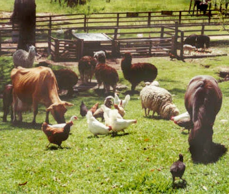 GL420 Barnyard animal sound by ITT Products-0