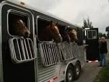 GL641 Horse in trailer