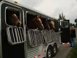 GL431-1 Horses being transported sound by ITT Products-0